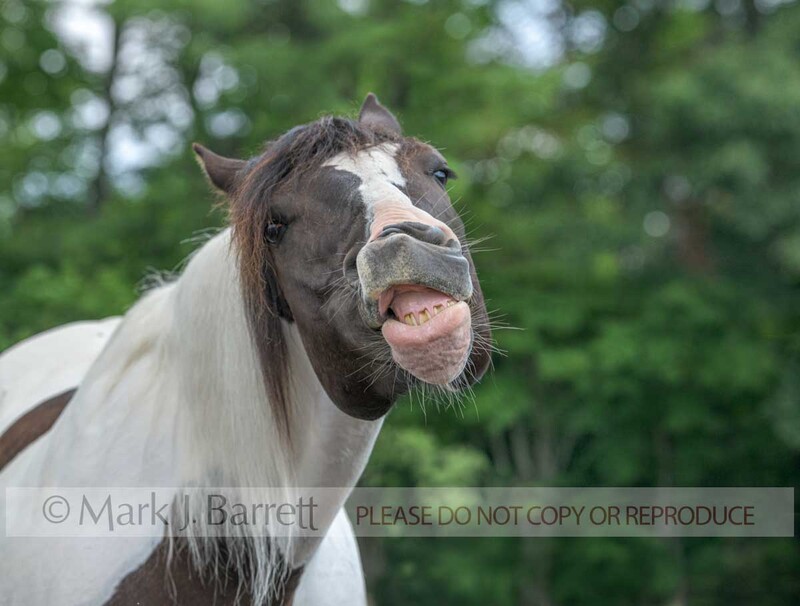 4430-14B.jpg :: Adult male horse making comical face