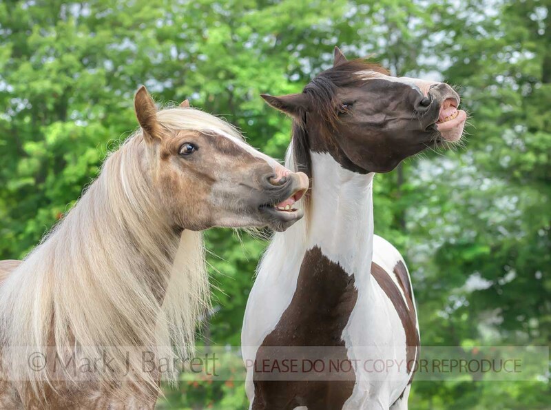 4430-21A.jpg :: HORSES CURLING LIP UP TO MAKE HUMOROUS FACE