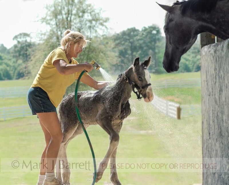 5410A(1).jpg :: Woman bathing young Shire Draft Horse foal