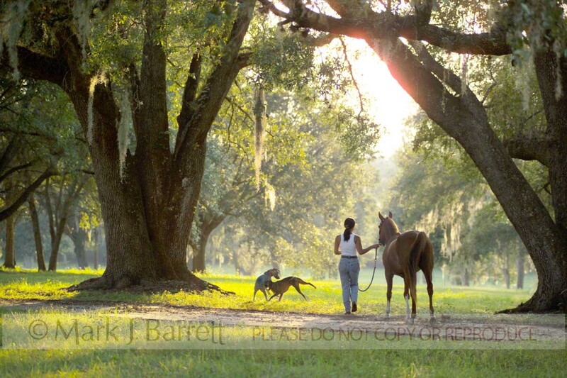 5469A(1).jpg :: Young Asian woman leading Arabian horse under huge Live Oak trees, Ocala, FL