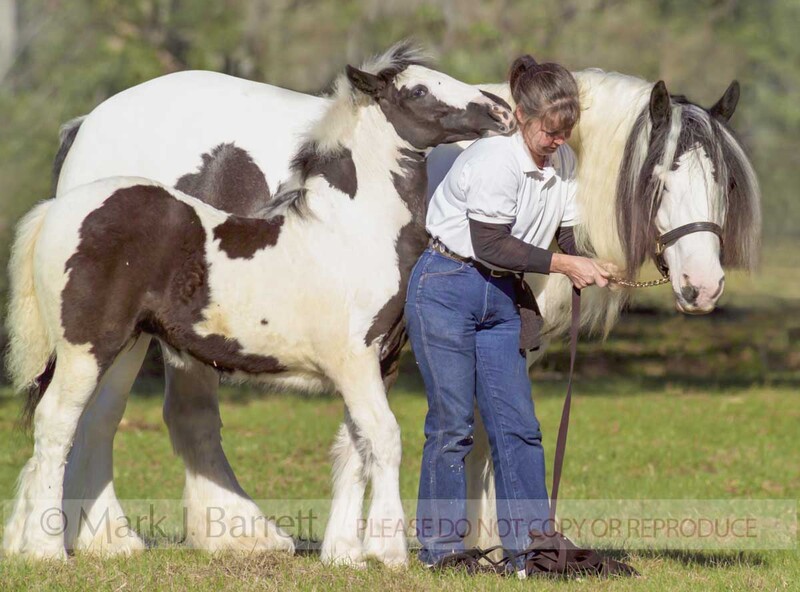 5607B(2).jpg :: Linda Peples, Shampoo Girl & foal