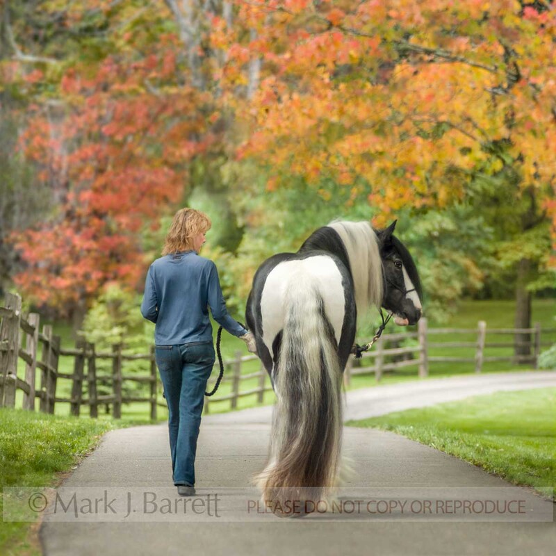 5699B3(1).jpg :: Woman leading Gypsy Vanner stallion on winding road with split rail fence