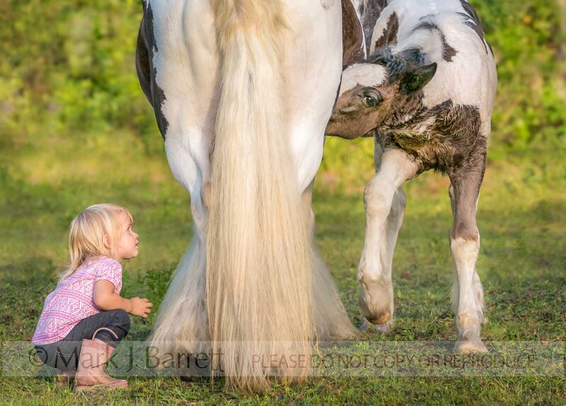 5836-9(2).jpg :: 18 month old toddler peering under mares stomach at teats while foal nurses
