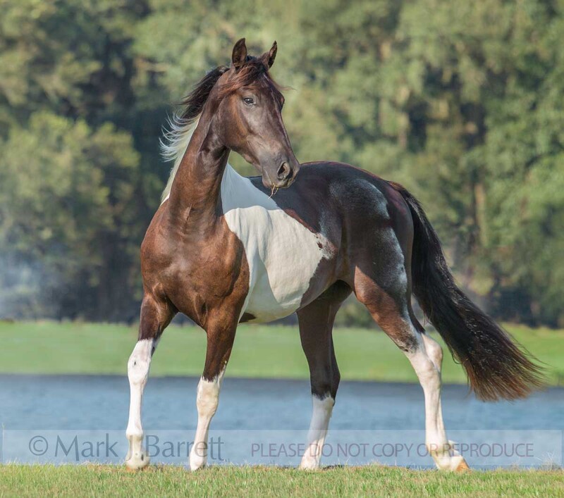 6082H(1).jpg :: Friesian/Paint Horse cross yearling colt in front of pond