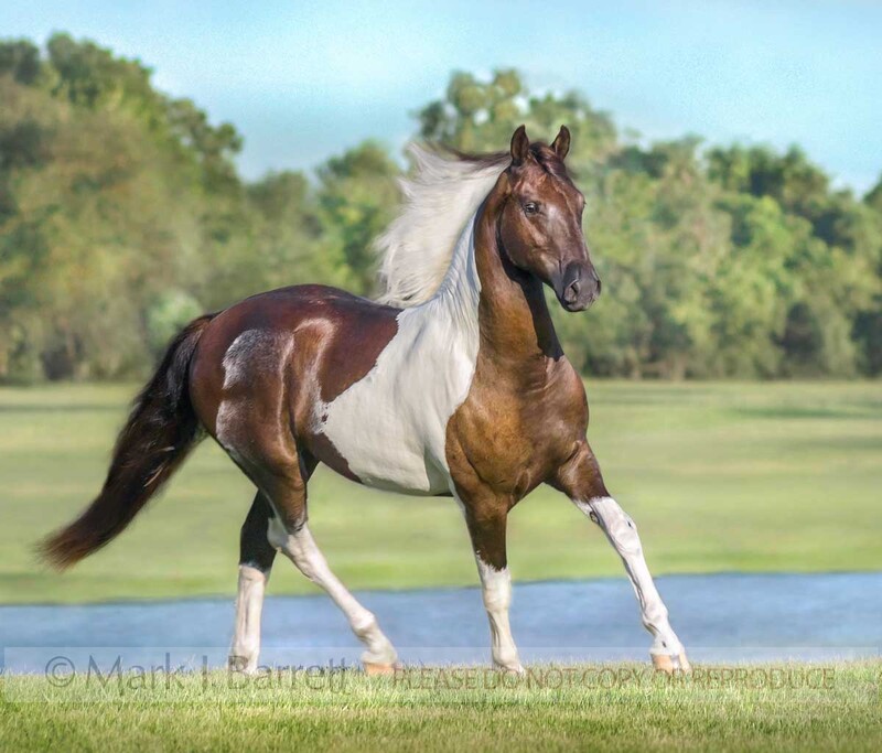 6082P-2.jpg :: American Paint Horse  yearling colt in front of pond