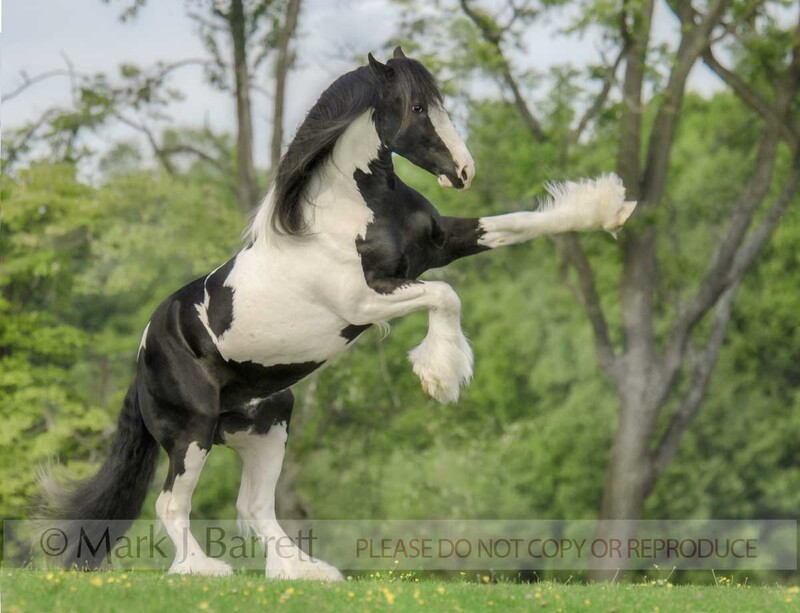 6092A(1).jpg :: Gypsy Vanner Horse stallion rearing up in exuberance
