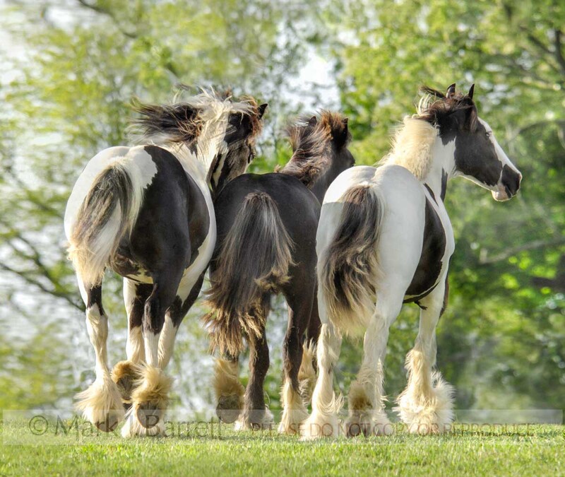 6096D-2(1).jpg :: Gypsy Vanner Horse yearling colts \