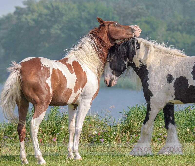 6099f(1).jpg :: Pinto Arabian gelding and Gypsy Vanner stallion play