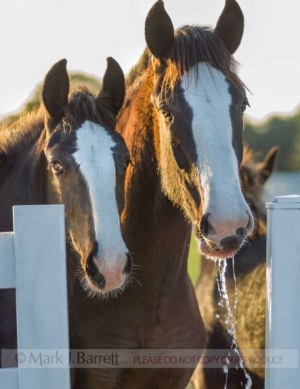 6136S(1).jpg :: Two Shire Draft Horse weanlings at water trough.