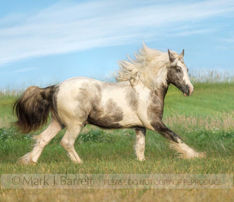 6147L-2(1).jpg :: Gypsy Vanner Horse colt runs across grass meadow with blue sky and clouds