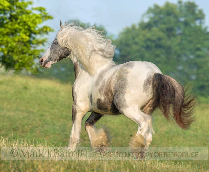 6147Q-1(1).jpg :: Gypsy Vanner Horse colt runs across hilly field with blue sky
