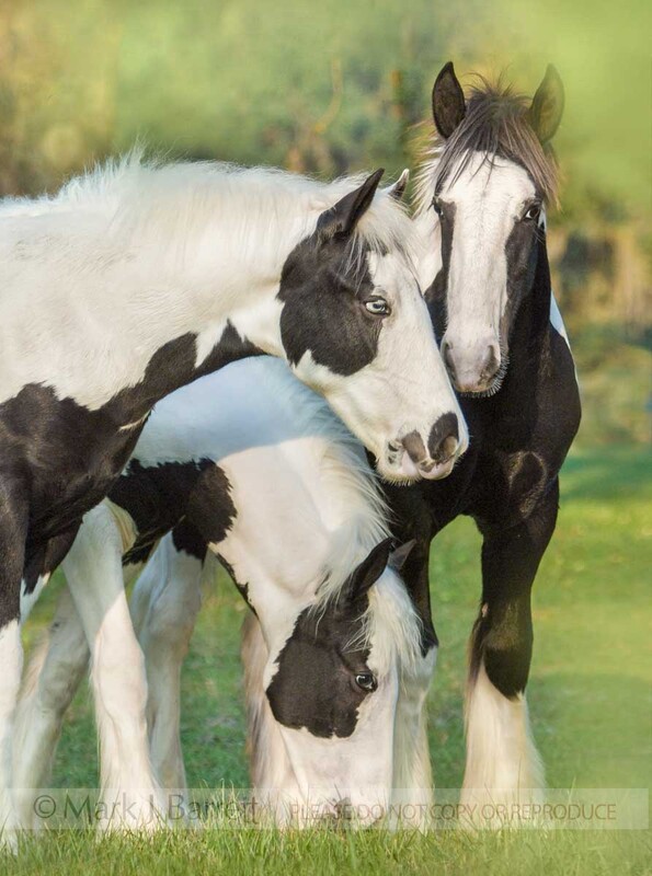 6175-3A(1).jpg :: Gypsy Vanner Horse weanling colt