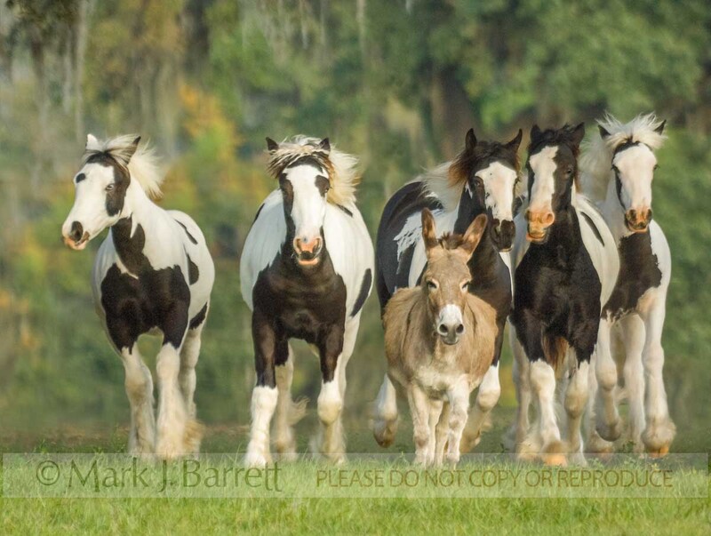 6177-5(2).jpg :: Herd of Gypsy Vanner horse weanlings with Miniature Donkey in the lead.