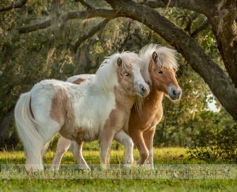 6182-4A(1).jpg :: Miniature horse foal and yearling