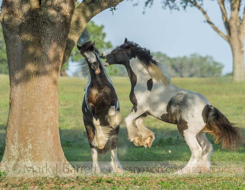6195-16(1).jpg :: Pair of juvenile Gypsy Vanner Horse yearling colts play romp in field