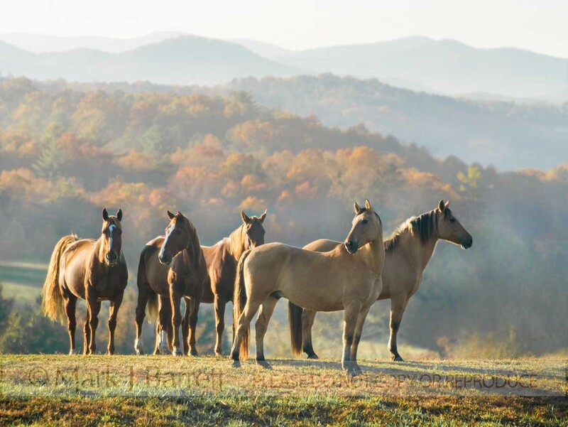 6217-10A(1).jpg :: Horses at Proud Spirit Horse Rescue, Arkansas