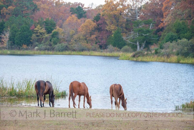 6233-14-Enhanced-NR(1).jpg :: Horses drink from lake water at Proud Spirit Horse Rescue, Arkansas