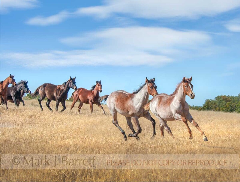 6234-18C(2).jpg :: Herd of Quarter Horse weanlings run across grassy horizon