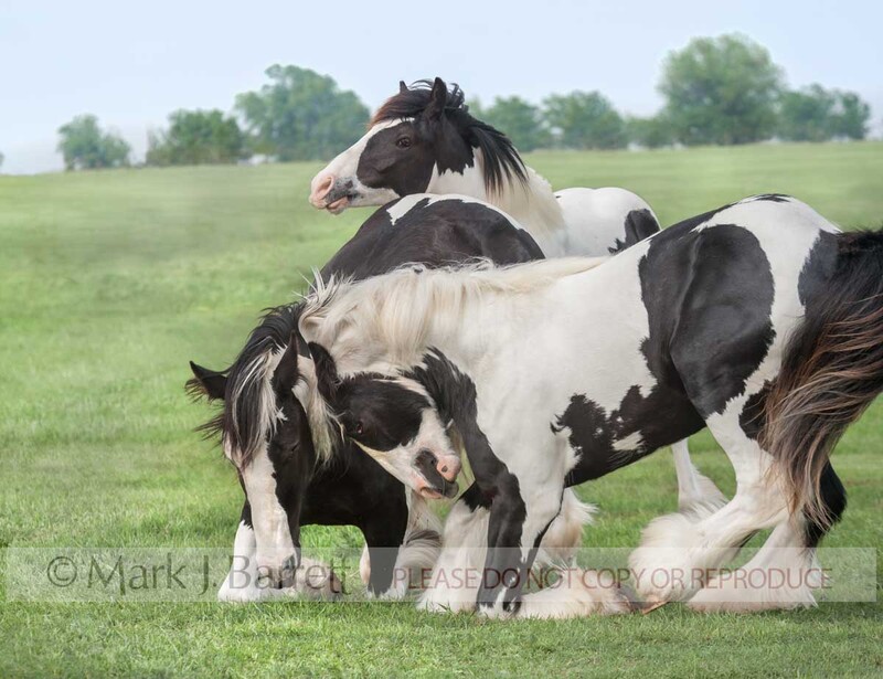6249-36A(1).jpg :: three juvenile colt Gypsy Vanner Horses romp and play in grass field