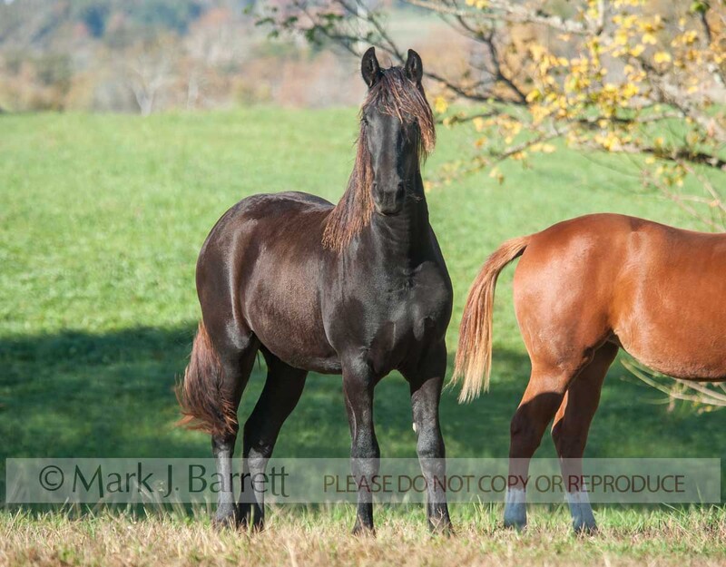 6279-8A.jpg :: juvenile Friesian horse filly stands in grass field