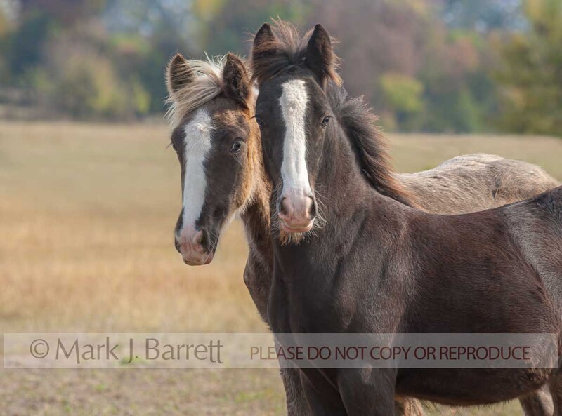 6282-33-Edit.jpg :: Pair of curious juvenile weanling  horse foal companions stand close together in autumn field