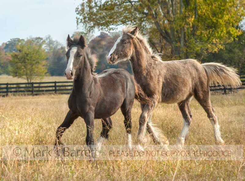 6282-61.jpg :: Gypsy Vanner Horse weanling foals.