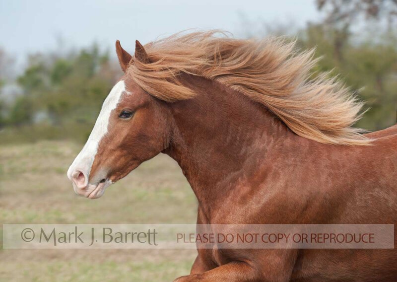 6284-11.jpg :: motion portrait of female juvenile  Gypsy Vanner Horse filly running in field