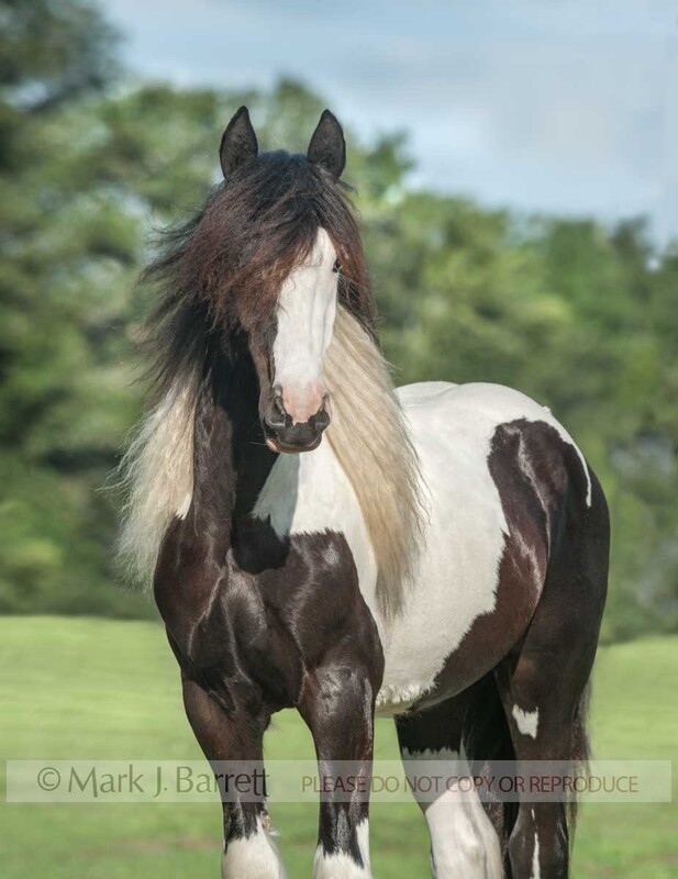 6287-7.jpg :: young adult male Gypsy Vanner Horse  colt portrait in grass field