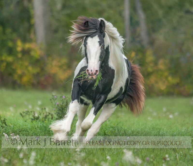 6288-55.jpg :: Juvenile Gypsy Vanner Horse filly runs with mouth full of grass in autumn wildflower field