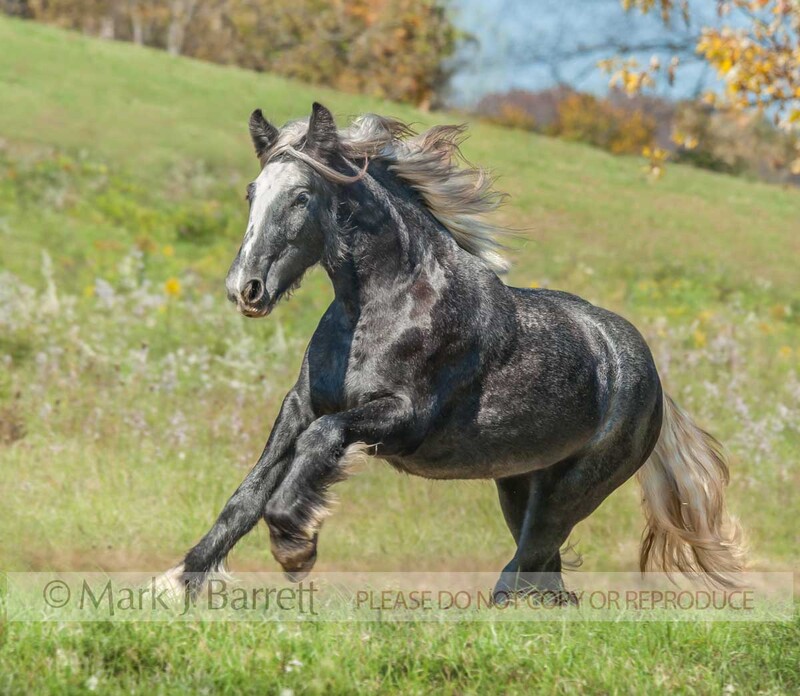 6290-18B.jpg :: juvenile Gypsy Vanner Horse yearling filly gallops up grass hill with blond hair flying
