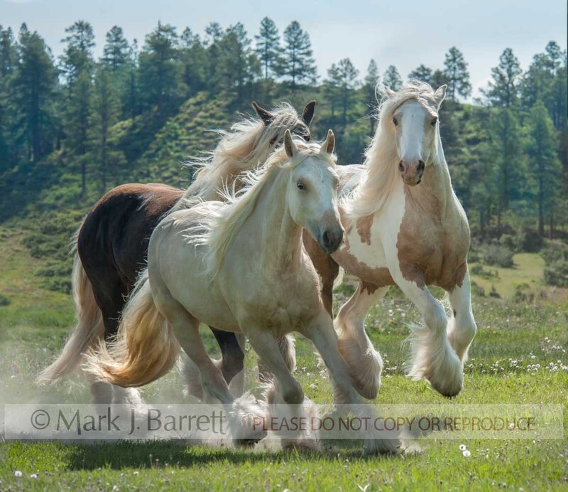 6292-16A.jpg :: Sazerac,Jewels, & Dancer\