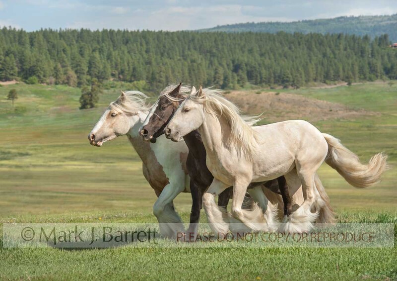 6292-29A.jpg :: Trio of juvenile female Gypsy Vanner Horse fillies run across grass alpine field