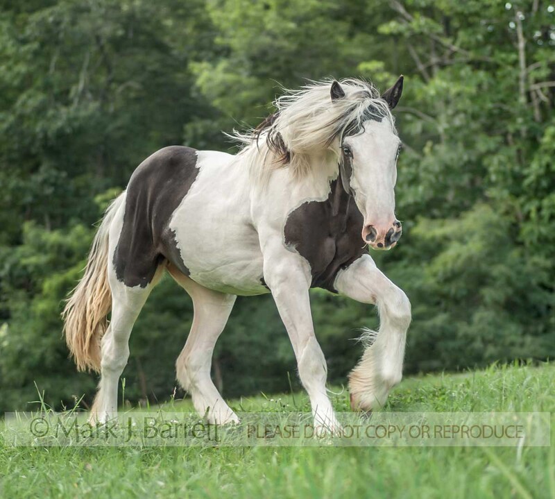 6296-14(1).jpg :: juvenile female Gypsy Vanner Horse yearling filly in grass field