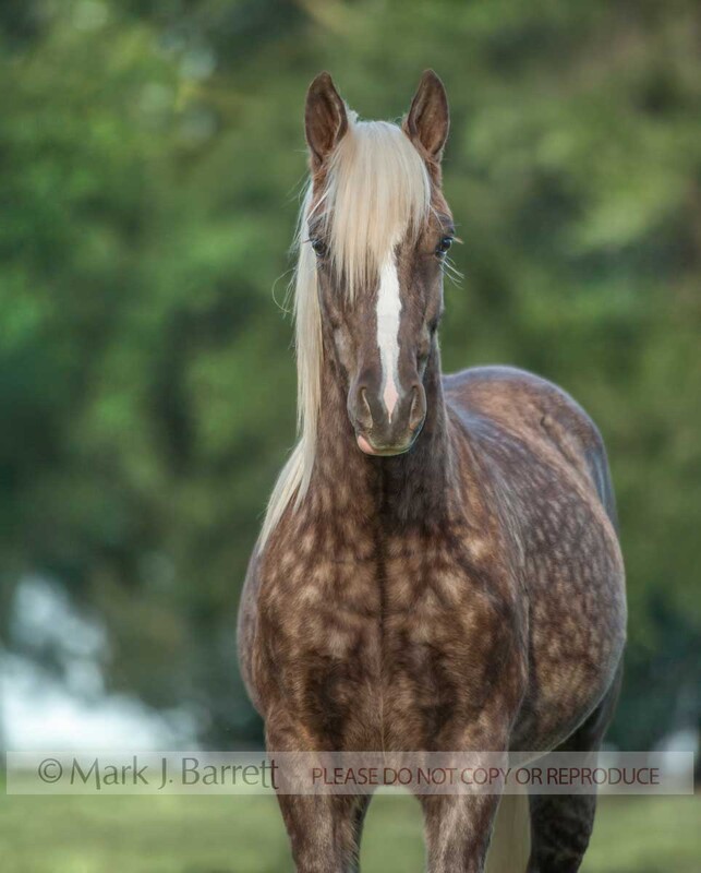 6297-20(1).jpg :: juvenile male Gypsy Vanner Horse weanling colt in grass field