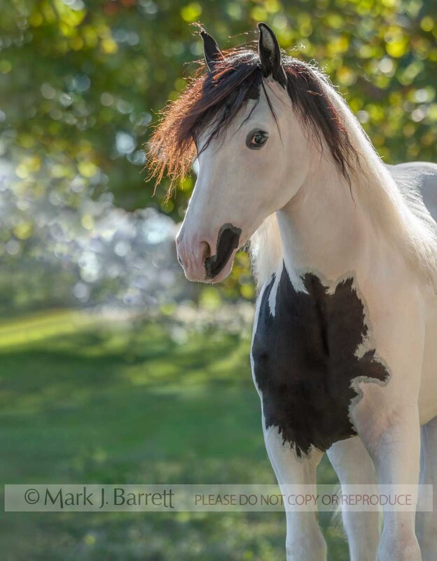 6298-23A.jpg :: juvenile female Gypsy Vanner Horse filly head portrait in field