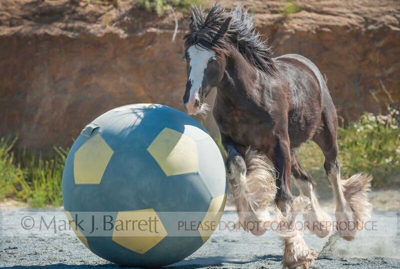 6305-8A.jpg :: juvcenile male Gypsy Vanner Horse colt plays with huge ball in field