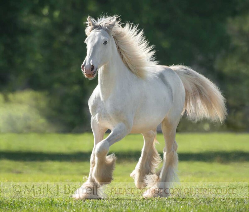 6348-32.jpg :: Gypsy Vanner horse filly