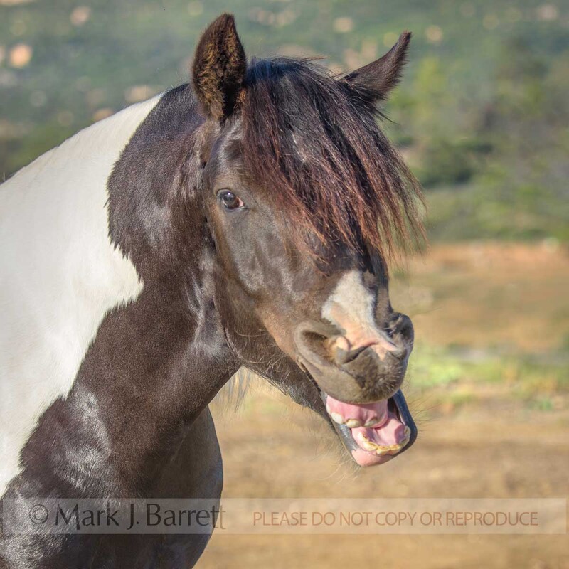 6350-23.jpg :: adult male Gypsy Vanner Horse colt