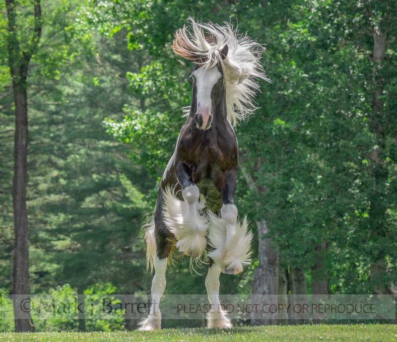 6361-32(1).jpg :: energetic juvenile colt Gypsy Vanner Horse rearing up in play
