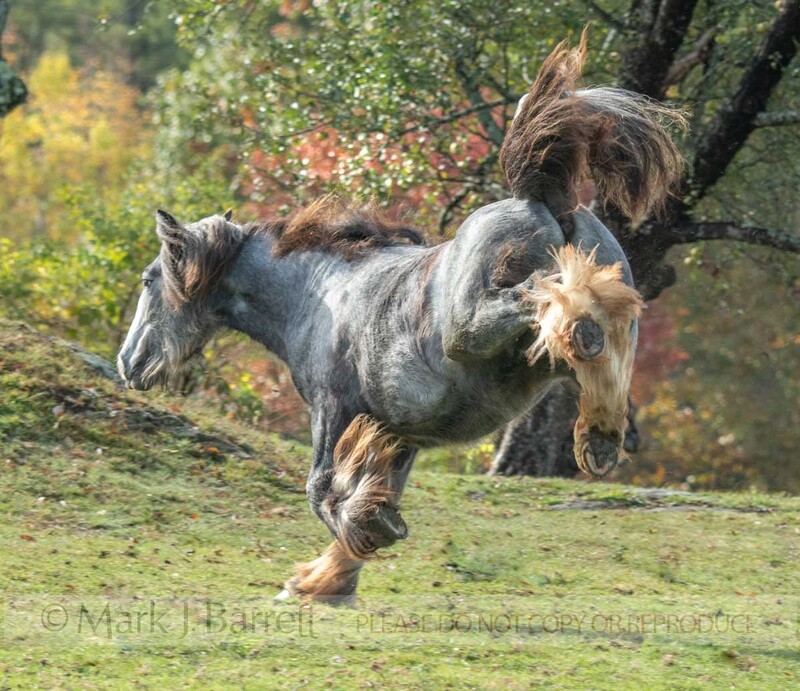 6370-54A(1).jpg :: Gypsy Vanner Horse colt bucks and runs