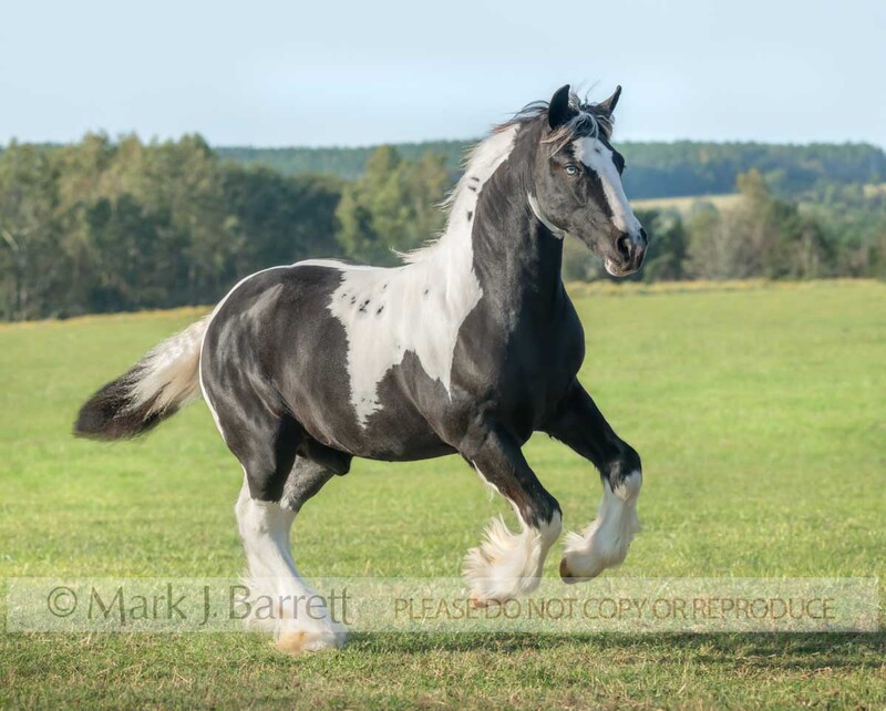 6377-20(1).jpg :: Juvenile male Gypsy vanner horse colt runs across grass field