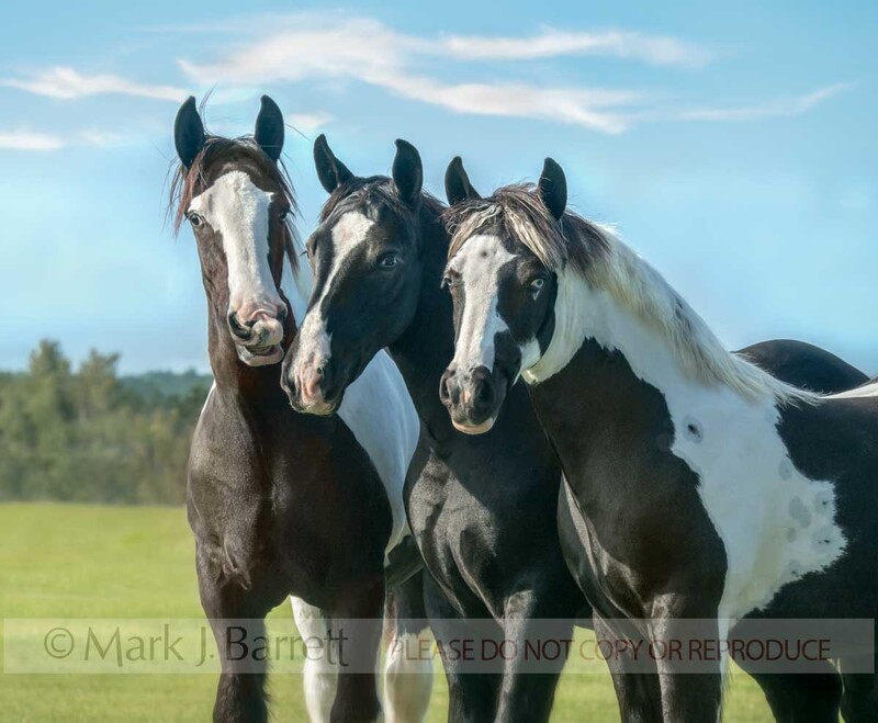 6378-15A(4).jpg :: Three juvenile Gypsy Vanner Horses play in green field