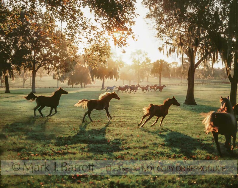 7002B1(1).jpg :: Herd of Arabian Horse fillies gallop backlit under live oaks at sunset, Ocala, FL.