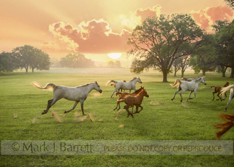 7004(1).jpg :: Herd of Arabian mares and foals gallop across wide open paddock with dramatic sunrise clouds over Ocala, FL.    Tough, beautiful, intelligent and spirited, the Arabian bloodline has influenced nearly every light breed of horse in the world.