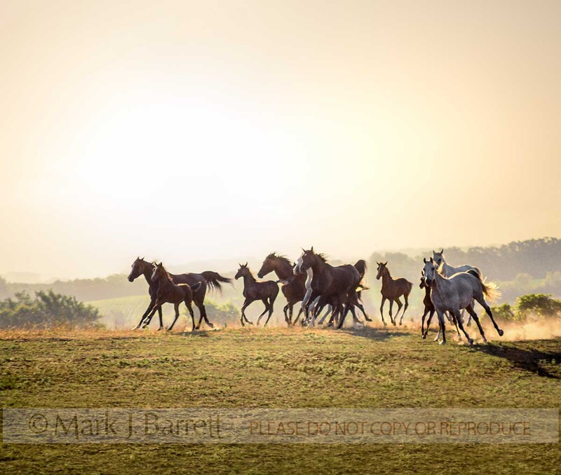 7004R-2(2).jpg :: Herd of Arabian horse mares and foals running across a rise at sunrise.