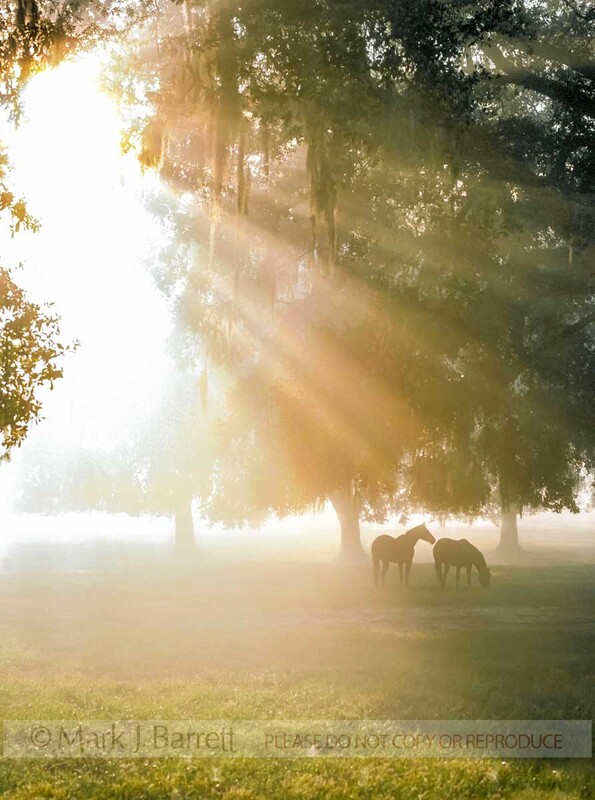 7017A(1).jpg :: Two horses under Live oaks with sun rays in morning mist
