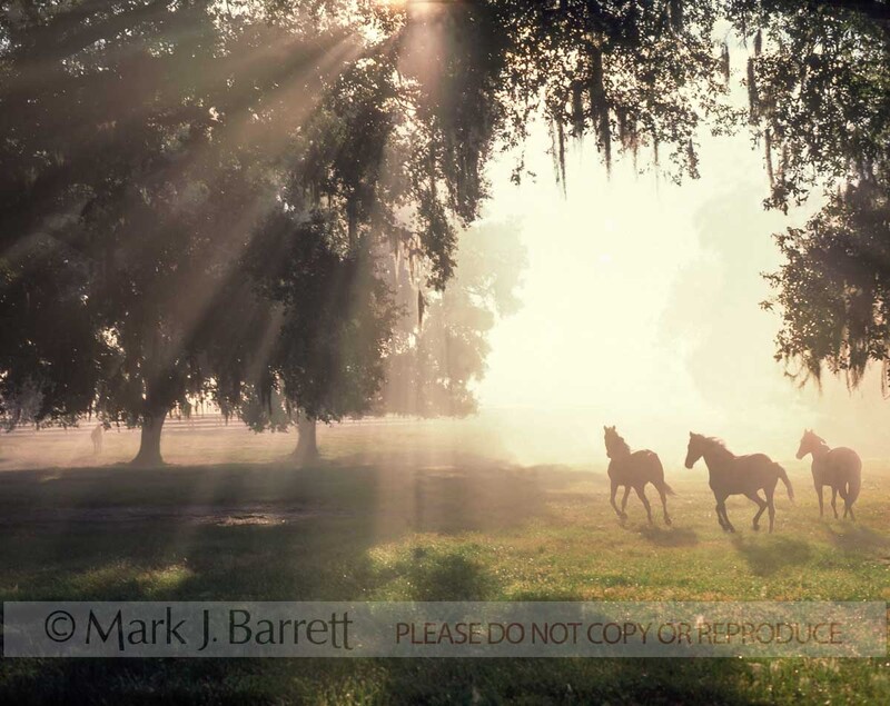 7017B(1).jpg :: Three horses under Live oaks with sun rays in morning mist