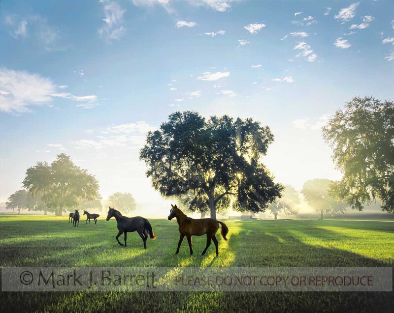 7032C(1).jpg :: Herd of Arabian Horse fillies backlit by rising sun in open paddock with large Live Oak trees.
