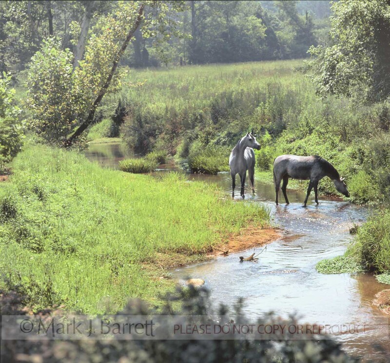 7051(1).jpg :: Two Arabian mares wade and graze in picturesque stream.
