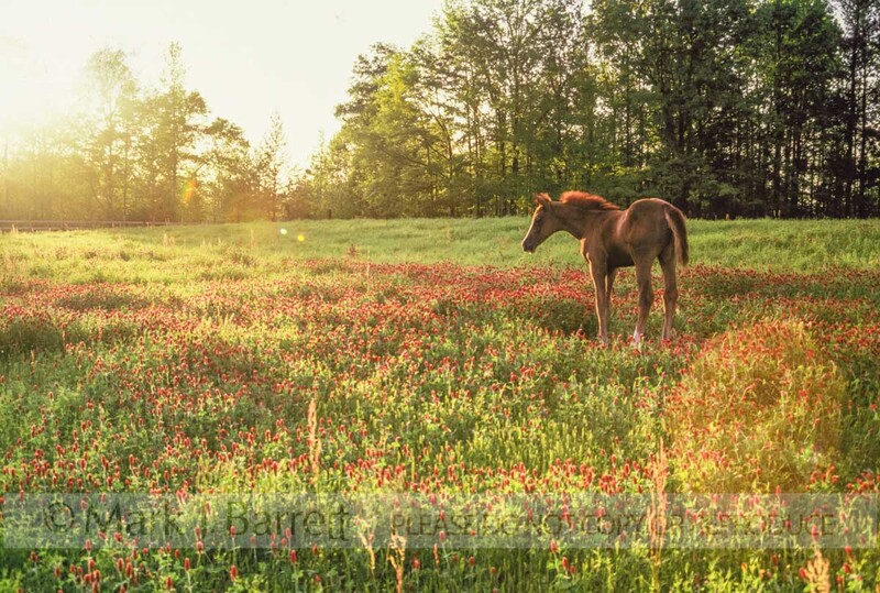 7055_(1).jpg :: Arabian foal standing in field of clover.